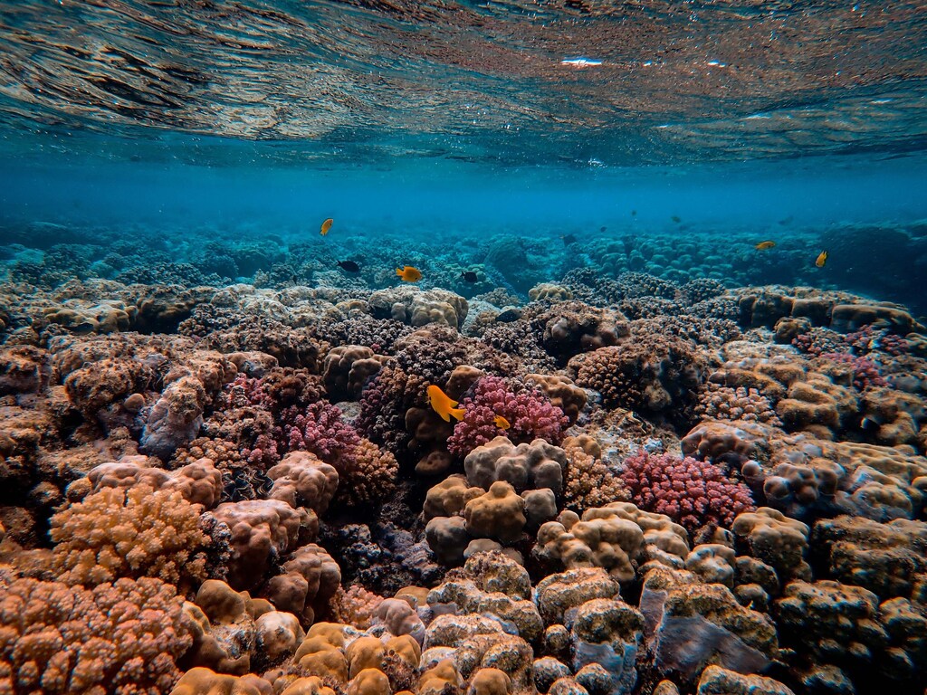 An underwater view of coral reefs