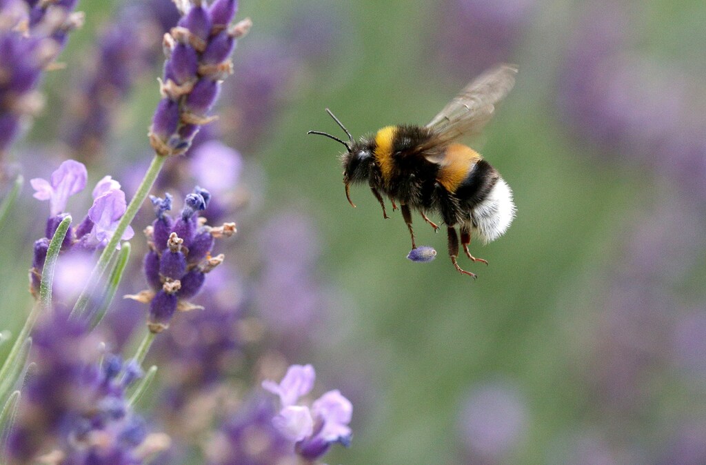 A bumblebee flies beyond lavender blossoms in Vienna, Austria June 17, 2018. REUTERS/Lisi Niesner - RC120CA4EBD0