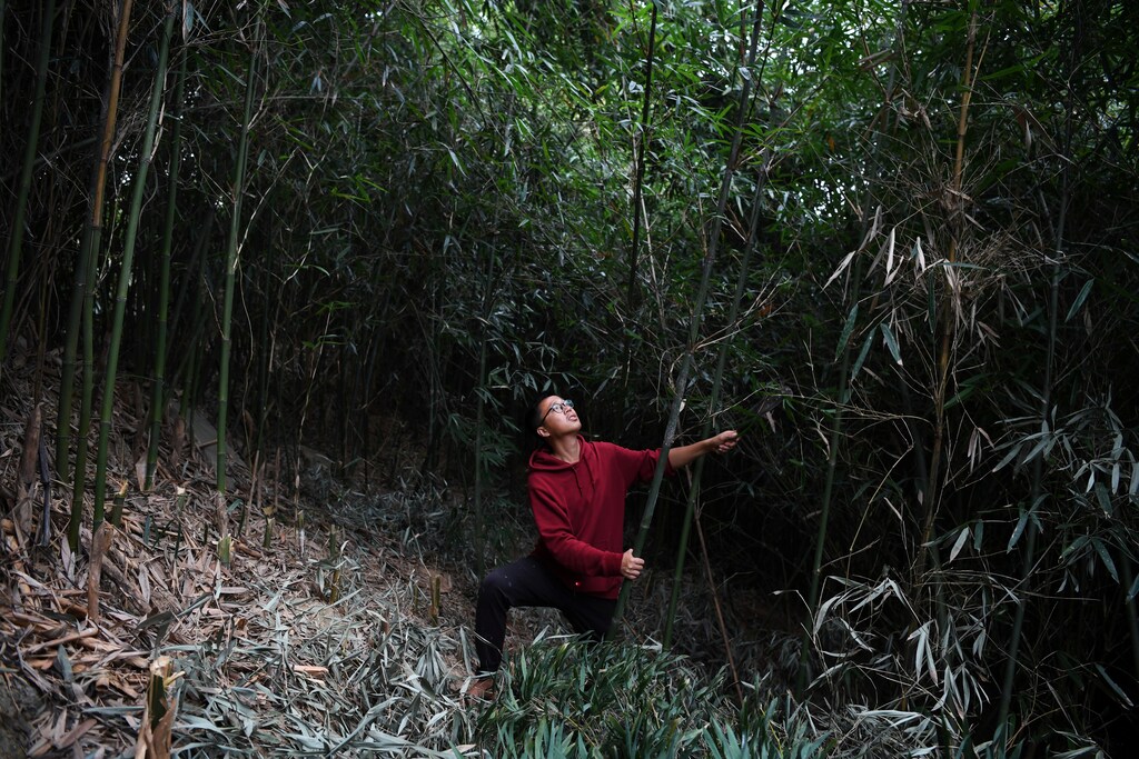 A bamboo stem is pulled down after being chopped off with a sickle in Guanzhong village, Fuzhou, Fujian province, China