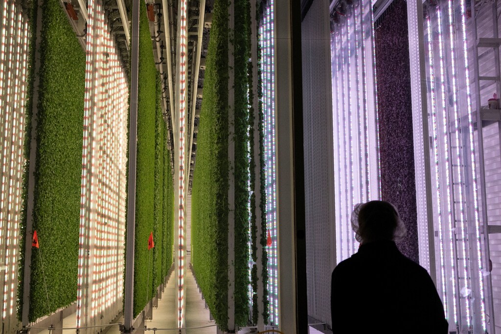 An employee of Plenty looks at an indoor vertical farm growing room at the company's plant in South San Francisco, United States