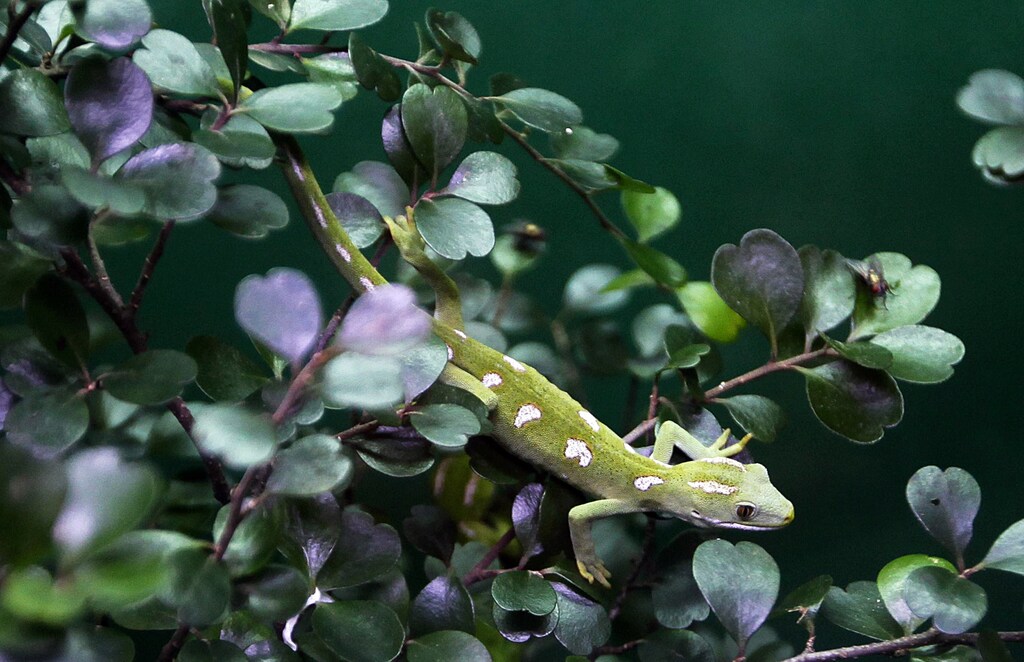 An Auckland Green Gecko rests on branches in a forest in Auckland October 8, 2011. REUTERS/Jacky Naegelen (NEW ZEALAND - Tags: ANIMALS ENVIRONMENT) - RTR2SDU2