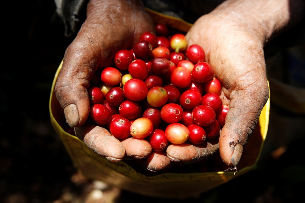 A woman associate of the Cooperative of Rural Women of La Paz (COMUCAP), shows coffee beans in Cabanas, Honduras March 6, 2017. Picture taken March 6, 2017. REUTERS Jorge Cabrera TPX IMAGES OF THE DAY - RC17015D0070