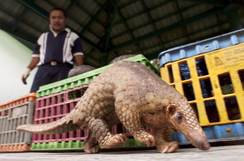A Malaysian pangolin walks past cages containing 45 others as awildlife officer watches in Kuala Lumpur August 8, 2002. The Malaysianwildlife department on Wednesday seized 37 male and nine femalepangolins officials suspected were ready to be smuggled to restaurantsin China. Officers arrested two men believed to be part of aninternational smuggling ring trafficking protected species likepangolins, which are sold for 70 ringgit ($18) per kilo in illegalmarkets. Coronavirus china virus health healthcare who world health organization disease deaths pandemic epidemic worries concerns Health virus contagious contagion viruses diseases disease lab laboratory doctor health dr nurse medical medicine drugs vaccines vaccinations inoculations technology testing test medicinal biotechnology biotech biology chemistry physics microscope research influenza flu cold common cold bug risk symptomes respiratory china iran italy europe asia america south america north washing hands wash hands coughs sneezes spread spreading precaution precautions health warning covid 19 cov SARS 2019ncov wuhan sarscow wuhanpneumonia pneumonia outbreak patients unhealthy fatality mortality elderly old elder age serious death deathly deadly