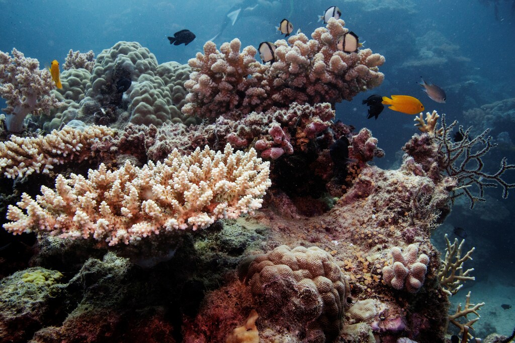 Reef fish swim above recovering coral colonies on the Great Barrier Reef