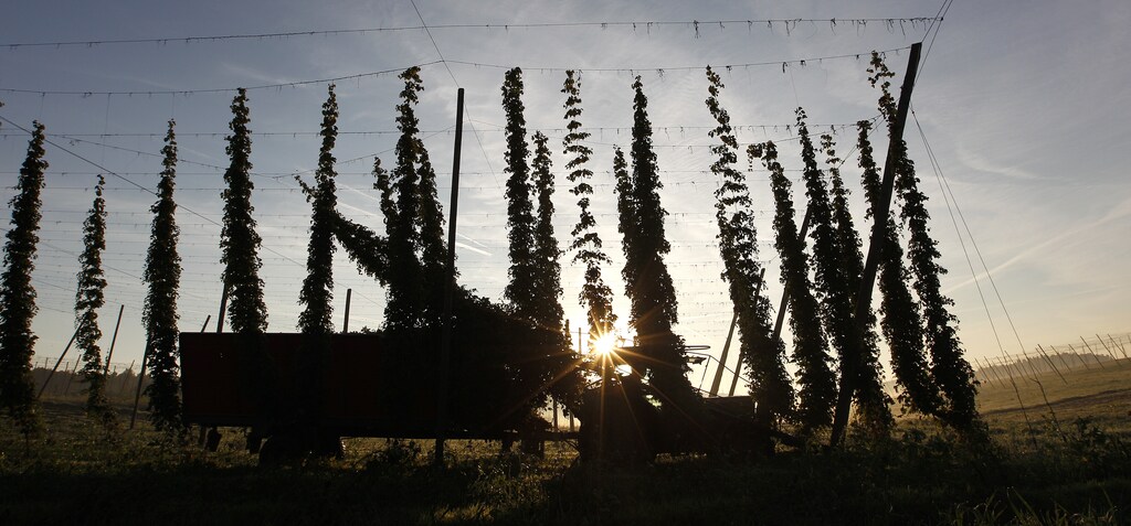 It's all about the hops; beer is just one widely-shared aspect of daily life threatened by climate change.