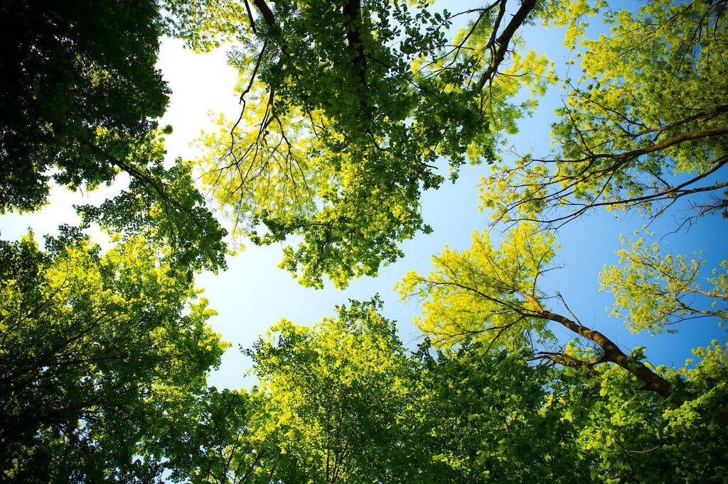 Factors like illegal logging and climate change is causing more wildfires in Europe, which are damaging forests.