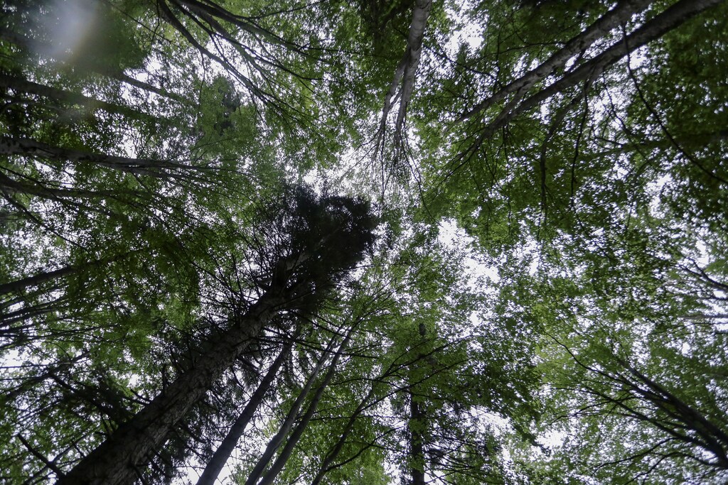 Trees inside one of the patches of virgin forests, in Arges county, north of Bucharest, Romania, August 19, 2016. Picture taken August 19, 2016. Inquam Photos/Adel Al-Haddad/via REUTERS ATTENTION EDITORS - THIS IMAGE WAS PROVIDED BY A THIRD PARTY. EDITORIAL USE ONLY. ROMANIA OUT. - S1BEUBBJPUAA