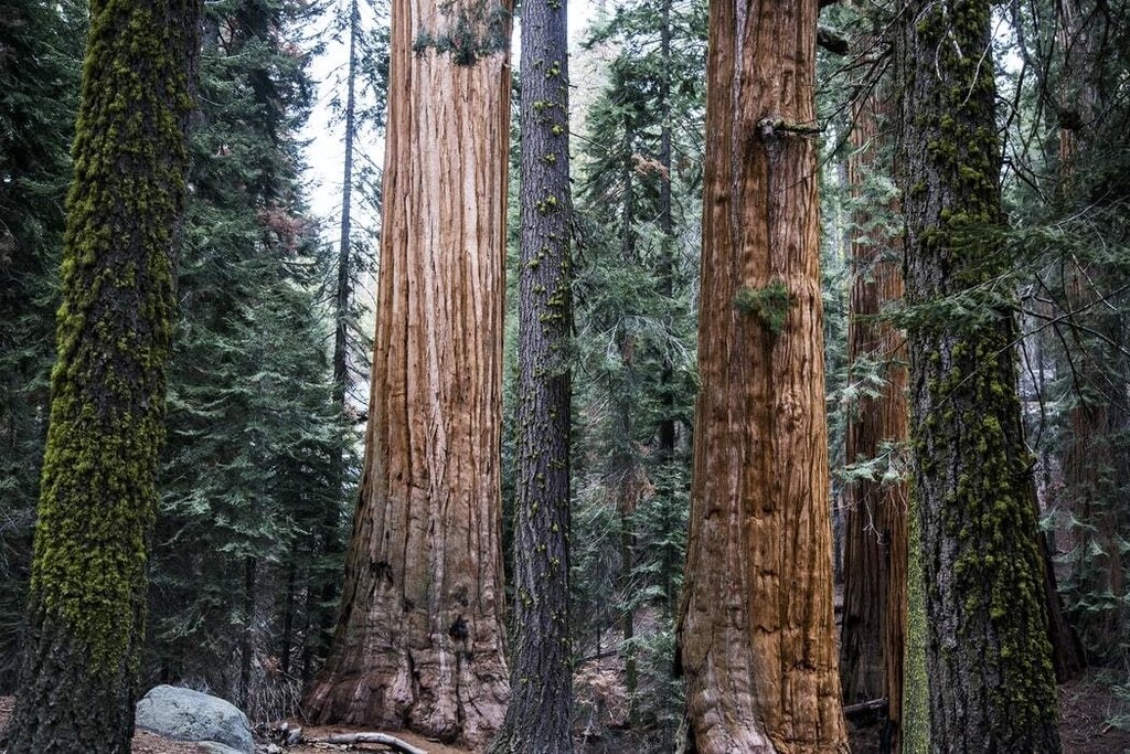 Redwood trees at the Sequoia national park, United States.