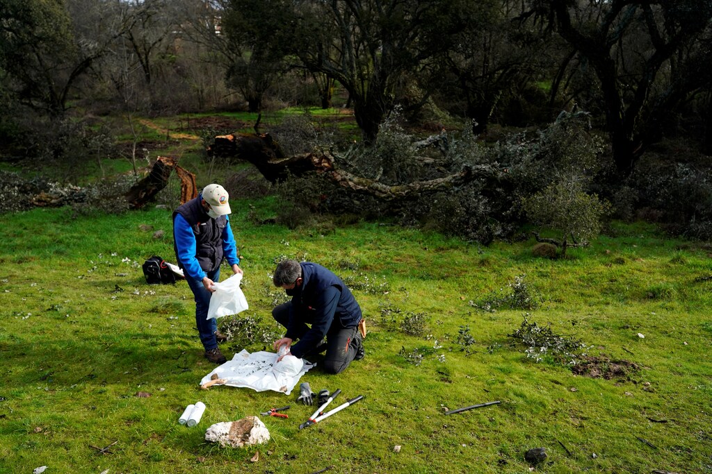 Francisco Molina, head of agroforestry department at Imidra, Madrid's rural, agroforestry and alimentation investigation institute, works next to cork oak destroyed by the historic Filomena snowstorm in Las Rozas, Spain, February 10, 2021. Picture taken February 10, 2021. REUTERS/Juan Medina - RC2ZUL93X124