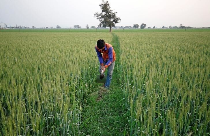 A farmer works in wheat field on the outskirts of Ahmedabad, India February 1, 2018. REUTERS/Amit Dave