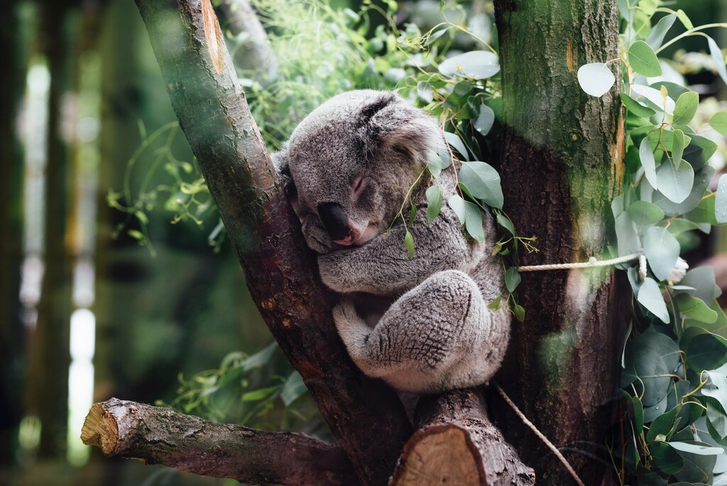 A koala bear sleeping in a tree.