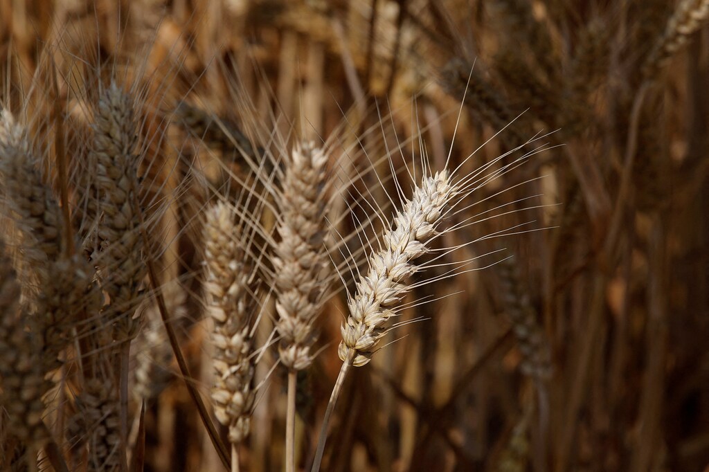 A new food system with regeneration at its centre is needed.