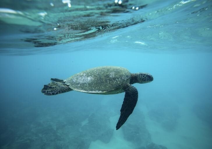 A Green Sea turtle swims over a reef near the surf break known as 'Pipeline' on the North Shore of Oahu, Hawaii March 20, 2013. REUTERS/Hugh Gentry (UNITED STATES - Tags: ENVIRONMENT SOCIETY ANIMALS TRAVEL)
