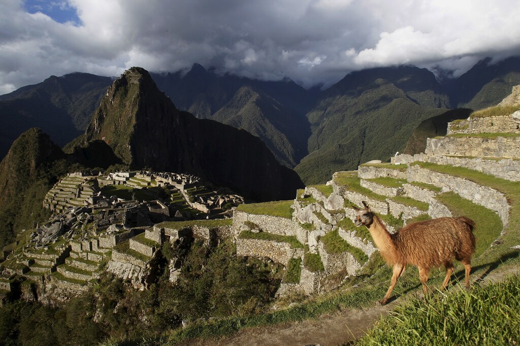 A llama is seen near the Inca citadel of Machu Picchu in Cusco, Peru, in this December 2, 2014 file photo. REUTERS/Enrique Castro-Mendivil/Files - GF10000372285