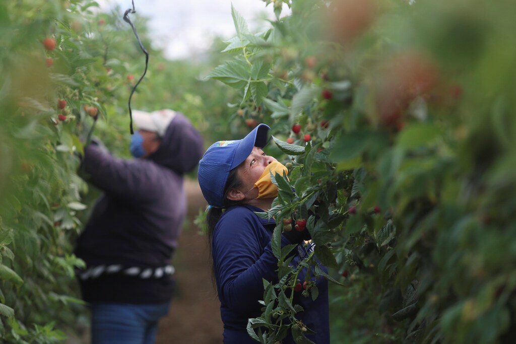 a picture of fruit pickers working as they cut berries from the bushes