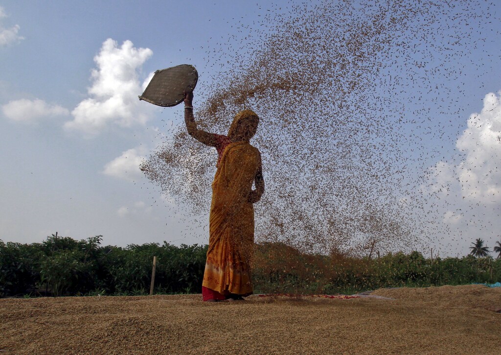 A farmer winnows a paddy crop after harvesting on the outskirts of Agartala, India, June 4, 2015. REUTERS/Jayanta Dey - GF10000117089