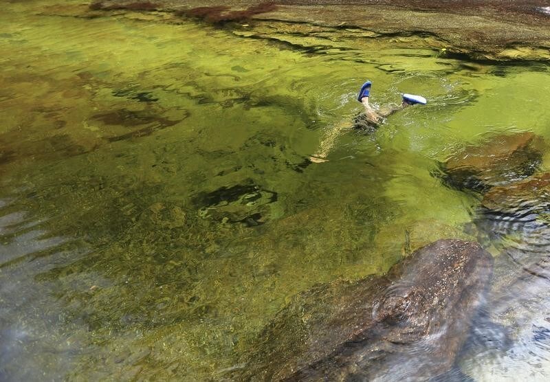 An eco-tourist swims in Cano Cristales in the Sierra de La Macarena National Park in Meta province November 23, 2013. The park is located in the south-east of the Andean nation and the river is locally referred to as the "River of Five Colours" for its vibrant colours which can be observed during the transition between the wet and dry seasons every year. Picture taken November 23, 2013.