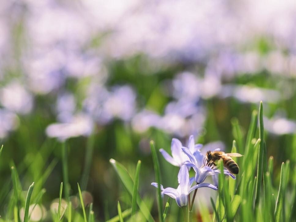 A bee pictured on a lilac flower.