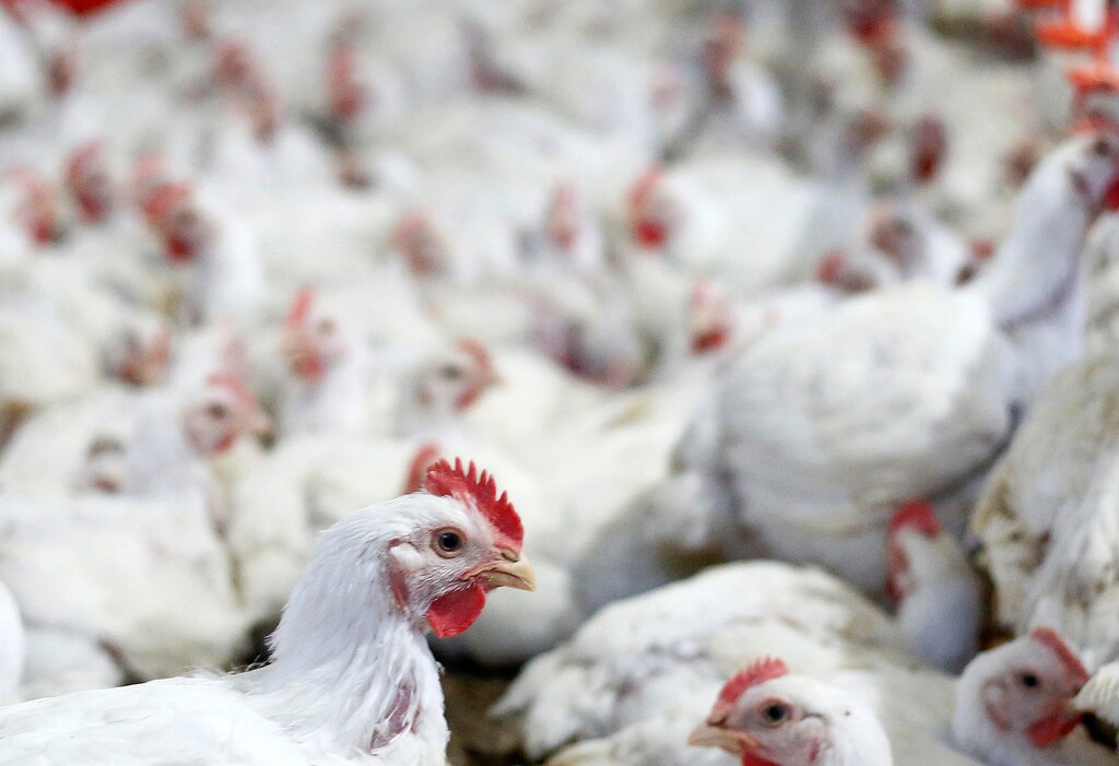 Chicken are pictured at a poultry factory in Lapa city, Parana state, Brazil, May 31, 2016.