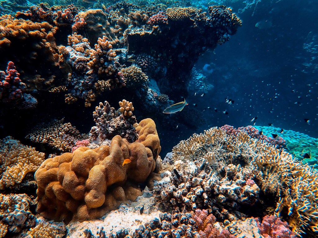 Researchers are also working to develop ways to help coral reefs adapt to climate change.