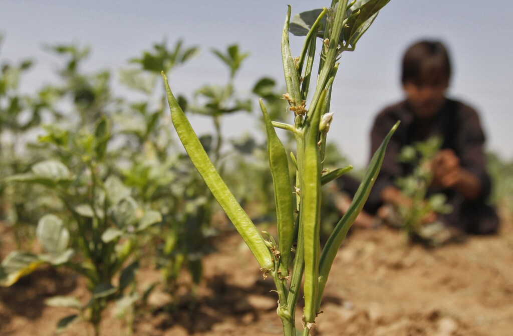 farming agriculture crops dry desert plants soil growth water change science research innovation climate change inhospitable biology biotechnology