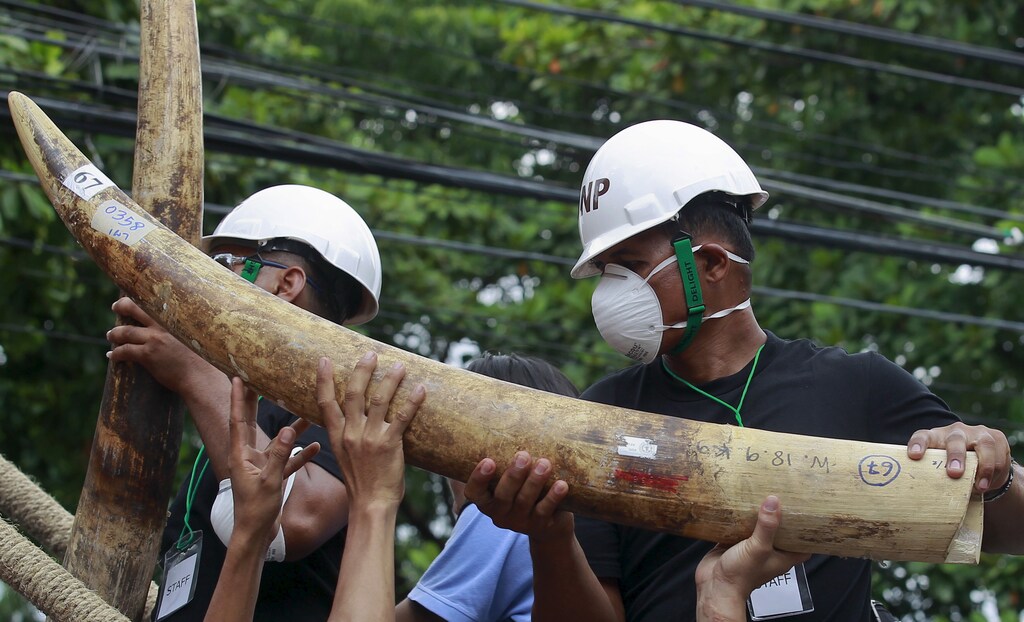 Officials hold confiscated elephant tusks before destroying the ivory at the Department of National Parks, Wildlife and Plant Conservation, in Bangkok, Thailand, August 26, 2015. About two tonnes (2,155.17 kg) of ivory were crushed and incinerated during the ceremony as part of a campaign against poachers, traffickers and traders involved in the illicit trade in ivory, according to a Department of National Parks, Wildlife and Plant Conservation press release. REUTERS/Chaiwat Subprasom