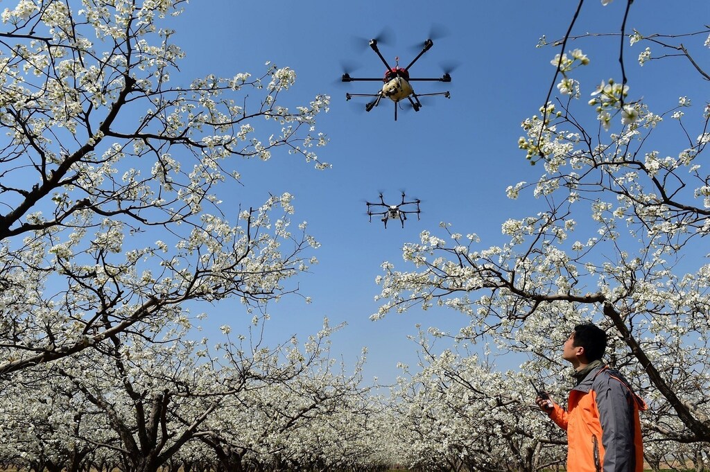 A worker looks on as drones are used to pollinate pear blossoms at a pear farm in Cangzhou, Hebei province, China April 9, 2018. REUTERS/Stringer ATTENTION EDITORS - THIS IMAGE WAS PROVIDED BY A THIRD PARTY. CHINA OUT. TPX IMAGES OF THE DAY - RC1D925766C0
