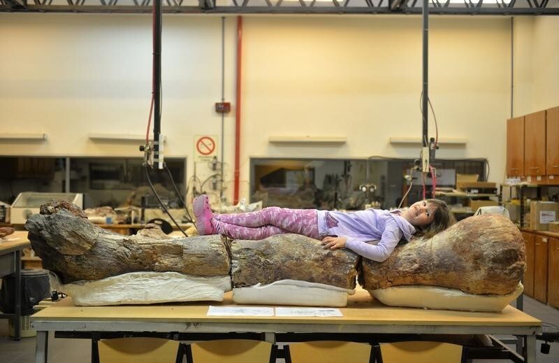 Marlene lies over the original fossilised femur of a dinosaur displayed on exhibition at the Egidio Feruglio Museum in the Argentina's Patagonian city of Trelew, May 18, 2014. According to the palaeontologists Jose Luis Carballido and Ruben Cuneo, the fossils are that of a sauropod and preliminary tests dates the fossils at some 90 million years old. The scientists said the dinosaur could be 130 feet long and 65 feet tall, and weigh at 85 tons, and it is a previously undiscovered species of titanosaur, an herbivore, which lived during the Late Cretaceous period. REUTERS/Maxi Jonas (ARGENTINA - Tags: ANIMALS SCIENCE TECHNOLOGY) - GM1EA5J02FU01