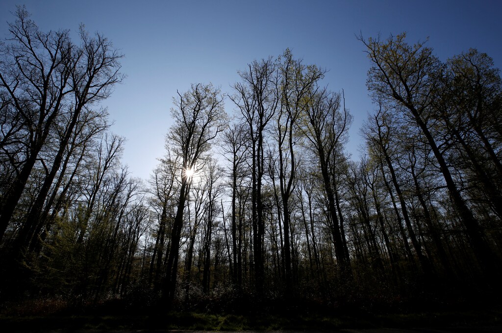 La restauración de bosques nativos ayuda a cumplir los objetivos climáticos y de biodiversidad.