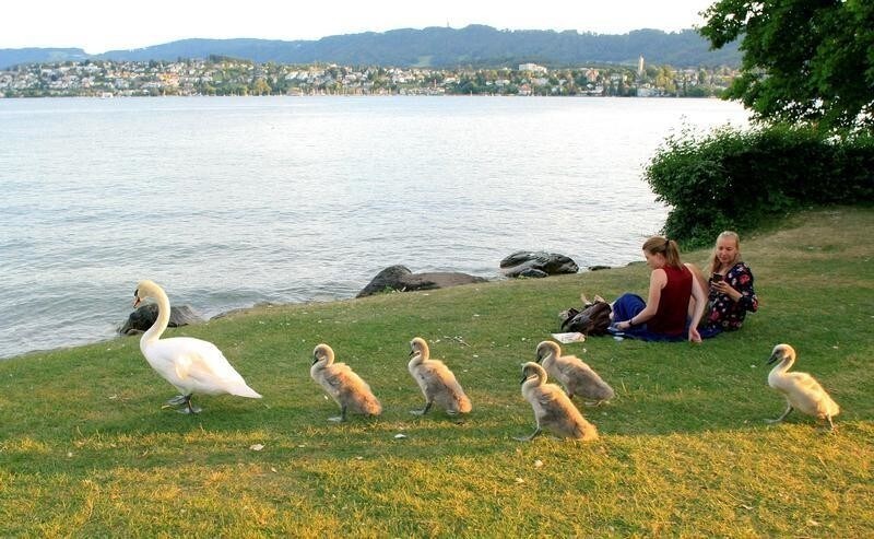 A swan and its cygnets walk on the banks of Lake Zurich in Zurich, Switzerland June 26, 2018.