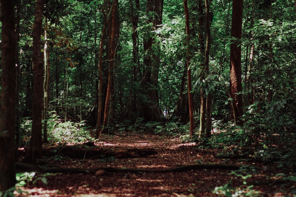 An image of a forest floor in Indonesia, illustrating the need for the careful restoration of forests