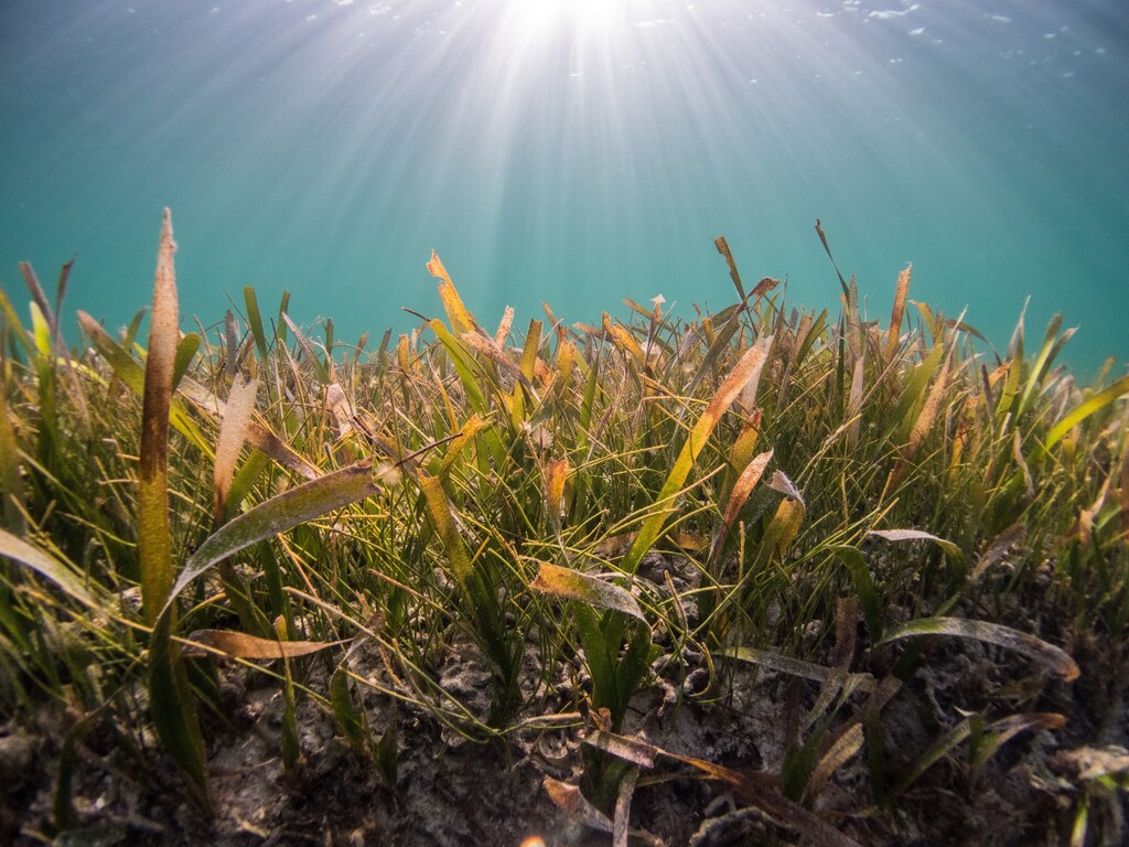 Blue carbon ecosystems are under threat from human activities, such as coastal development, pollution, and overfishing.
