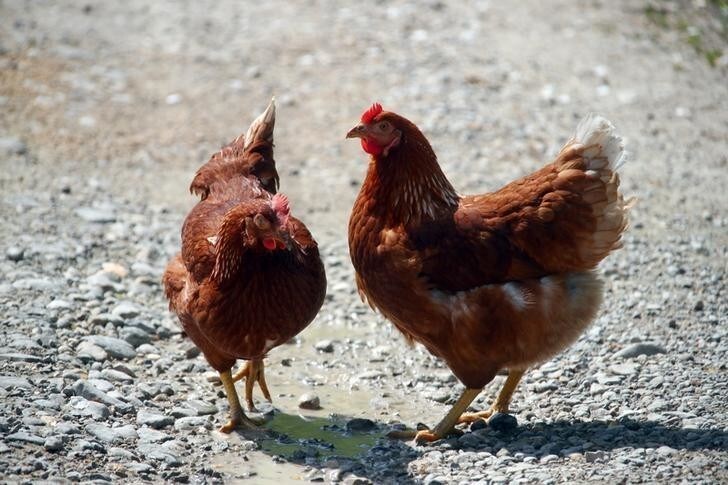 Chickens walk beside the road in Reitham near Warngau, Germany April 27, 2018. REUTERS/Michael Dalder