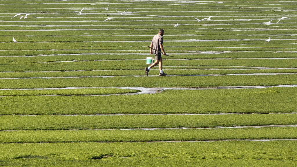 A man crosses the mass of green seaweed, which at times emits noxious gasses, on Kerlaz beach to search for shellfish at low tide near Douarnenez in Brittany, western France, August 30, 2011. REUTERS/Mal Langsdon (FRANCE - Tags: ENVIRONMENT SOCIETY TRAVEL) - PM1E78U17EO01