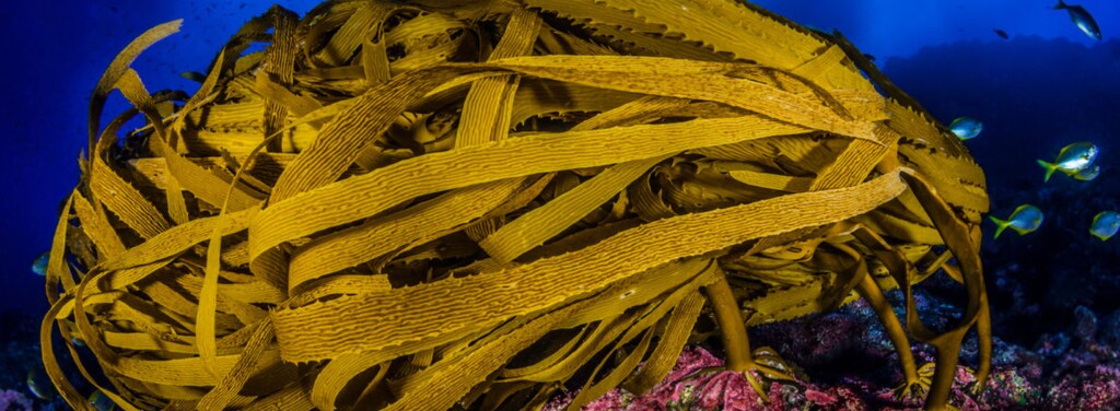 image of brown algae