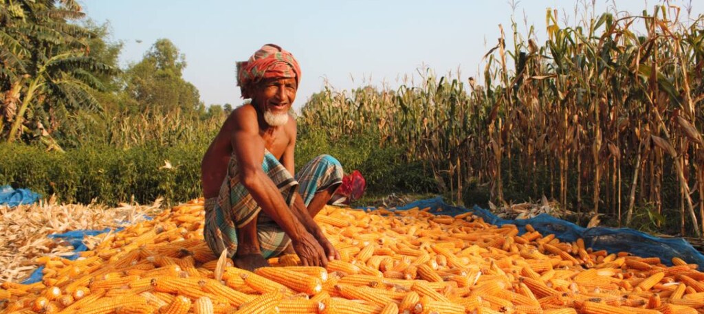 image of farmer Hassan Ali, who used to work as a rickshaw puller, cultivating maize in his field in Lalmonirhat, northern Bangladesh