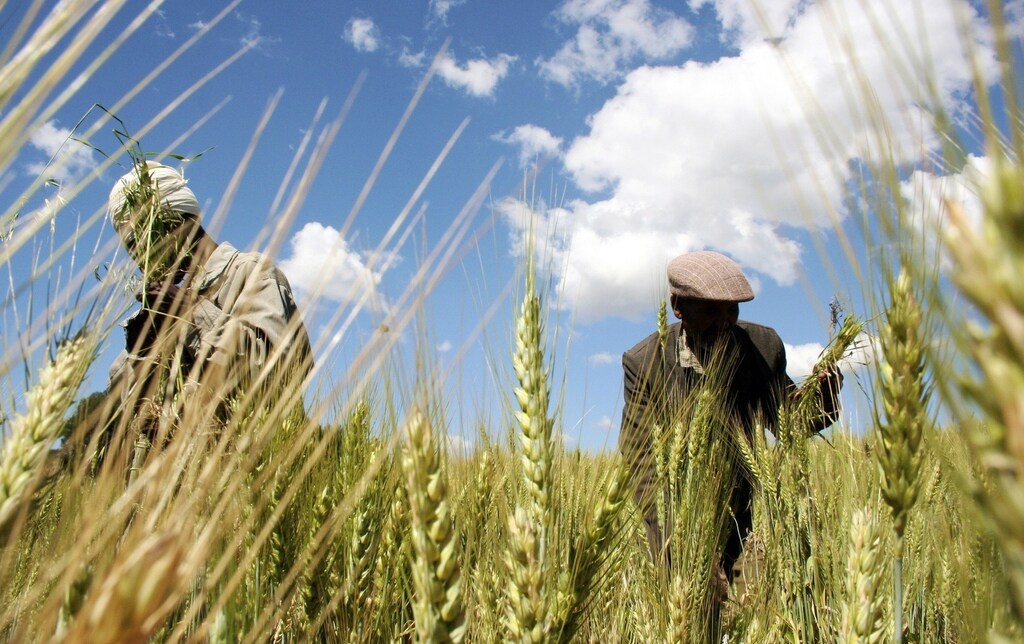 Ethiopian farmers Mandefro Tesfaye (L) and Tayto Mesfin collect wheat in their field in Abay, north of Ethiopia's capital Addis Ababa, October 21, 2009. For centuries, farmers like Berhanu Gudina have eked out a living in Ethiopia's central lowlands, tending tiny plots of maize, wheat or barley amid the vastness of the lush green plains. Now, they find themselves working cheek by jowl with high-tech commercial farms stretching over thousands of hectares tilled by state-of-the-art tractors -- and owned and operated by foreigners.