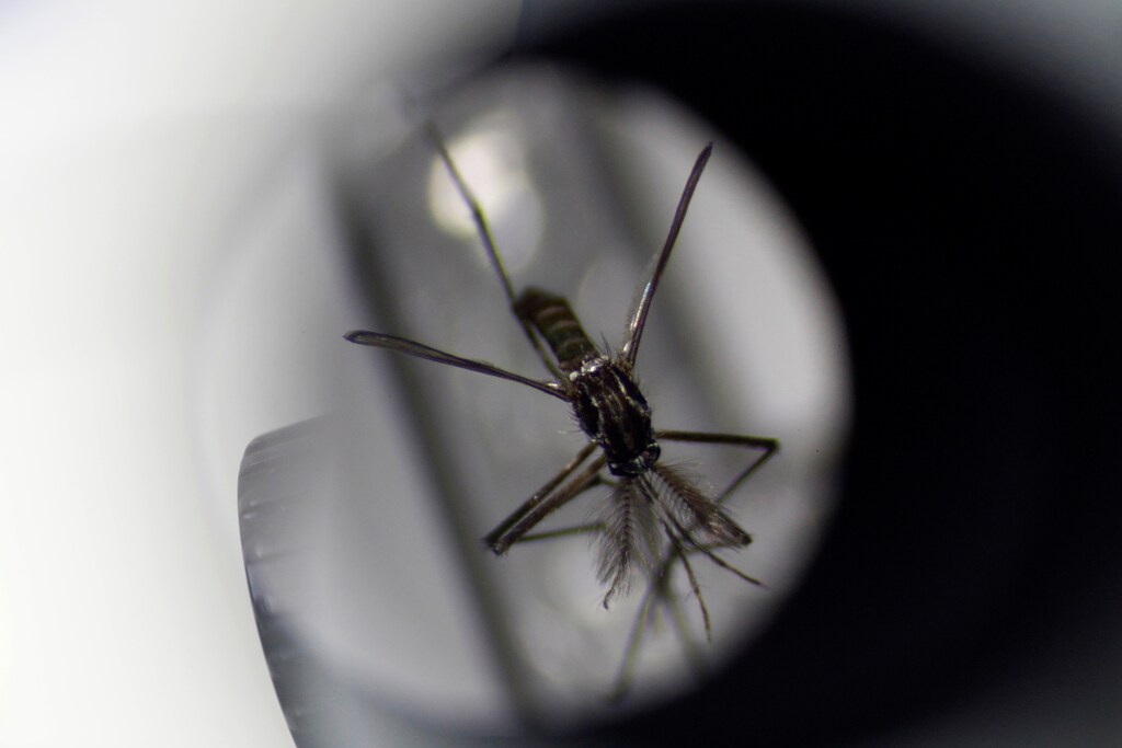 A close up of a mosquito is shown