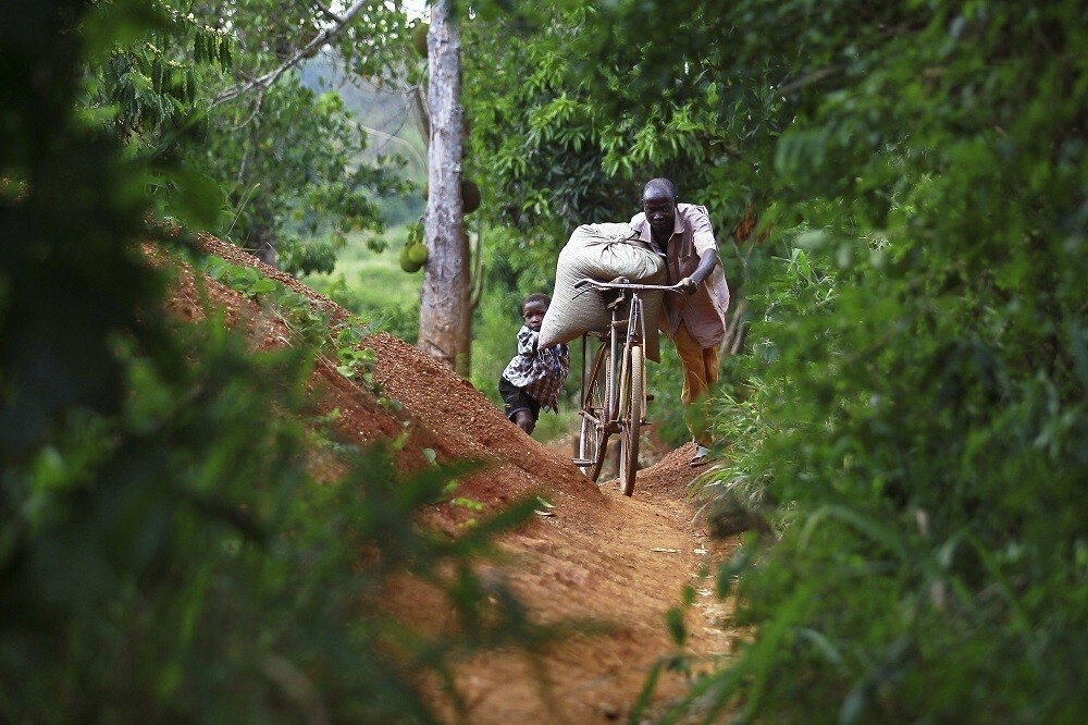 A gold miner uses a bicycle to transport a sack of sandy soil from a small scale mine in Bugiri, 348 km (216 miles) east of Kampala, Uganda's capital February 5, 2013. REUTERS/Edward Echwalu (UGANDA - Tags: ENVIRONMENT BUSINESS EMPLOYMENT COMMODITIES) - RTR3DE5Z