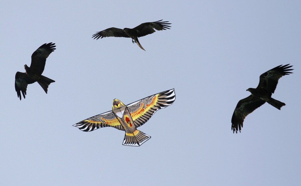 Eagles fly around an eagle-shaped kite at the international kite festival in the western Indian city of Ahmedabad January 10, 2012. Around 200 kite-flying enthusiasts from 24 countries will compete in the five-day festival. REUTERS/Amit Dave (INDIA - Tags: ANIMALS SOCIETY) - GM1E81A1E8T01