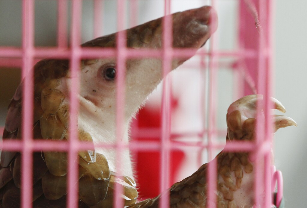 A pangolin is seen in a cage during a news conference at the customs department in Bangkok September 26, 2011. Officers stopped a pick-up truck carrying 97 pangolins, worth around 1 million baht ($32,372), in the southern province of Prachuap Khiri Khan on Sunday. According to custom officers, the pangolins were en route to be sold in China. REUTERS/Chaiwat Subprasom (THAILAND - Tags: CRIME LAW ANIMALS) - RTR2RUS4