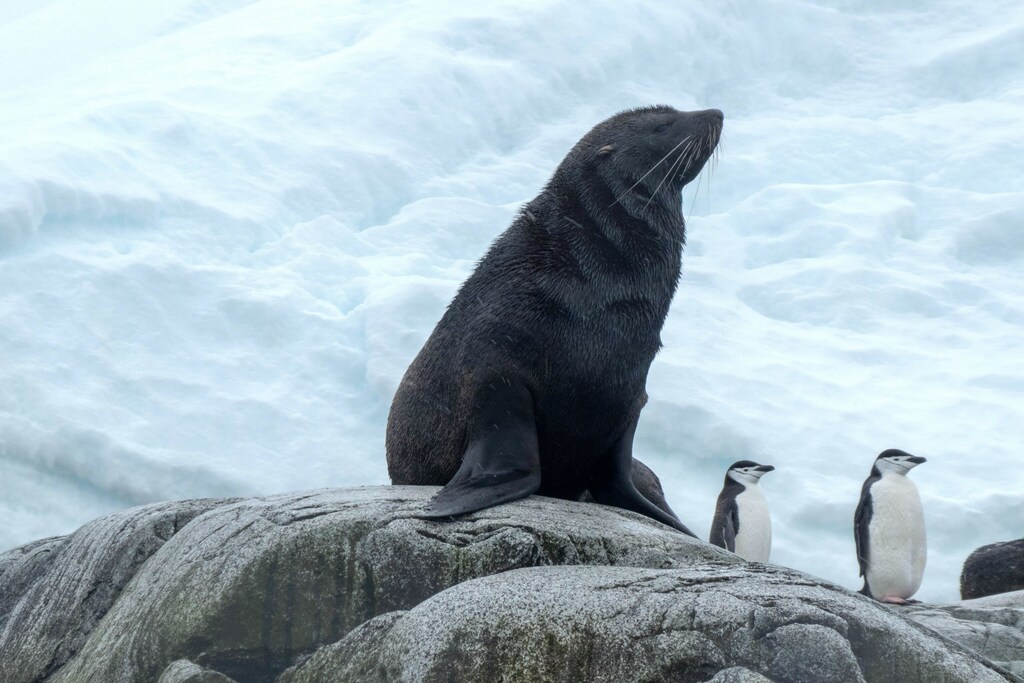 Seal on rock with two penguins