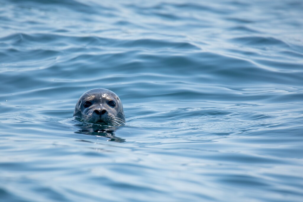 Seal in water.