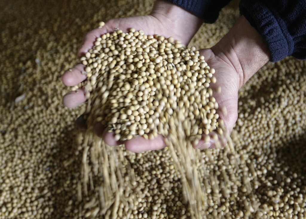 Soy beans are displayed by a worker at a deposit in Montevideo city July 28, 2010. According to a government report this week, 2010/11 soy area is forecast to dip to 841,400 hectares from 848,800 hectares last season -- edging lower for the first time since 1999, when the oilseed was planted commercially for the first time. Picture taken July 28, 2010. REUTERS/Andres Stapff (URUGUAY - Tags: AGRICULTURE ENVIRONMENT FOOD BUSINESS) - GM1E67V08YL01