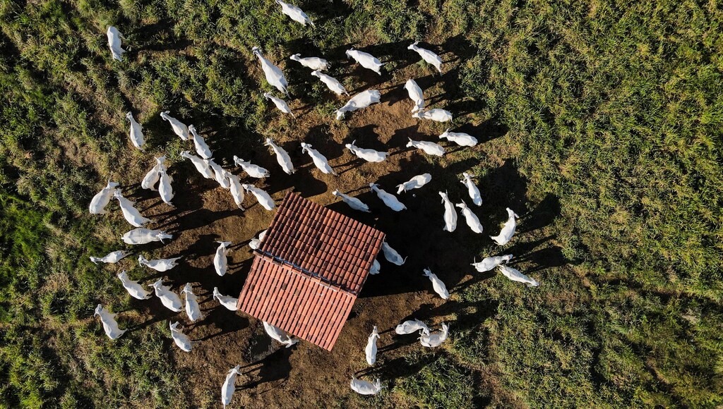 Smallholder farmers are important to Brazil's vast agriculture industry. As digital traceability requirements increase worldwide, here's how to ensure they are not left behind.