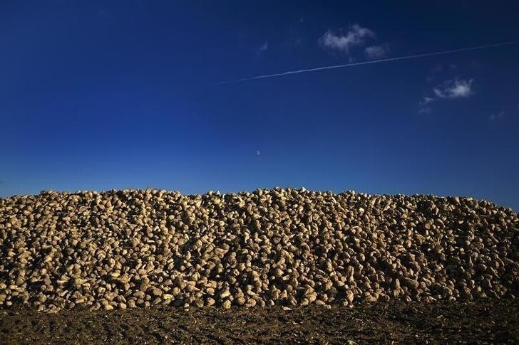 A pile of harvested sugar beets is pictured near Cossonay, Western Switzerland November 11, 2013.The Zuckerfabrik 'Aarberg' and 'Frauenfeld' refineries are the only refineries in Switzerland and produces 230,000 tons of sugar and other derivatives such as treacle and pulp a year. Some 6,500 farmers produce sugar beets on an area of approximately 47,000 acres throughout Switzerland. REUTERS/Denis Balibouse (SWITZERLAND - Tags: AGRICULTURE BUSINESS COMMODITIES)