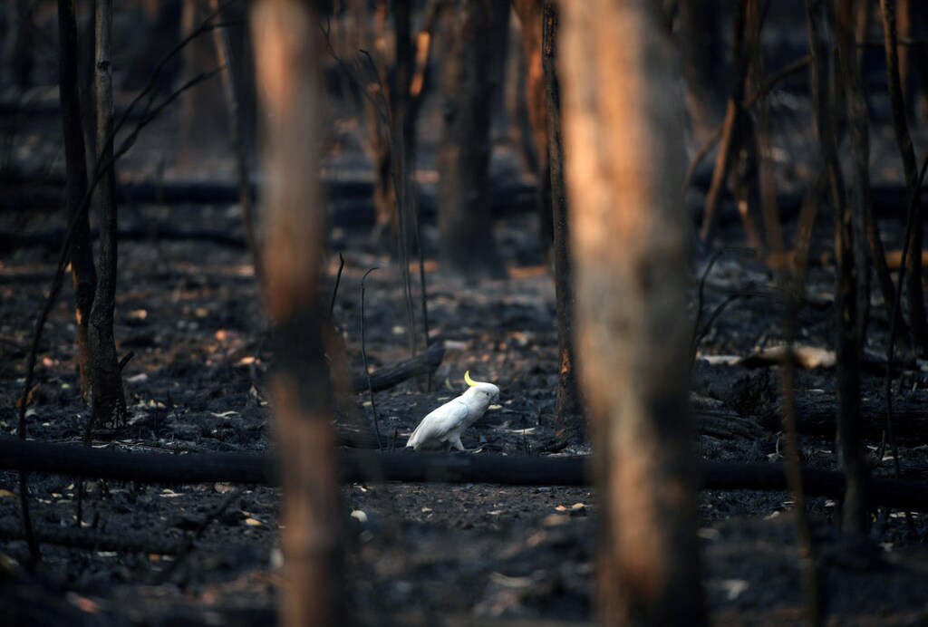 An injured sulphur-crested cockatoo walks through the burnt ground of Kosciuszko National Park in Providence Portal, New South Wales, Australia January 11, 2020.
