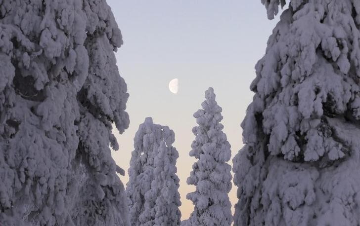 The setting moon is framed by snow-covered trees at the World Cup Nordic Opening event in Ruka ski resort near Kuusamo November 27, 2010. REUTERS/Bob Strong (FINLAND - Tags: SPORT SKIING)