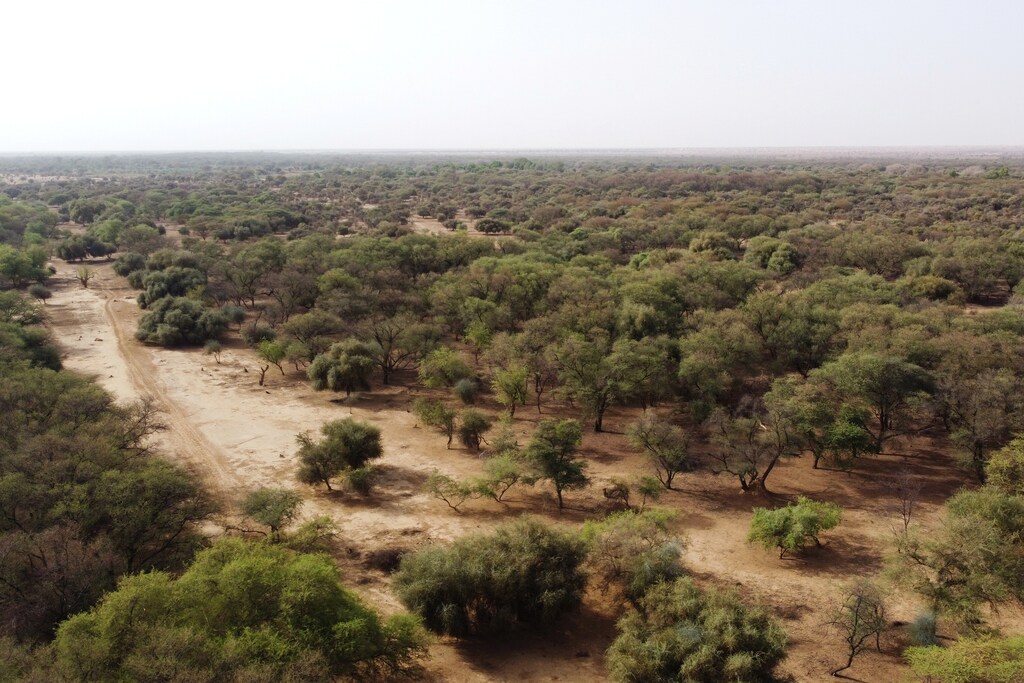 An aerial view shows trees standing in an area that is part of the Great Green Wall of the Sahara and the Sahel on the outskirts of Walalde department in Senegal, July 11, 2021. The Green Wall initiative was launched in 2007 with aims to slow desertification across Africa's Sahel region, the arid belt south of the Sahara Desert, by planting a line of trees from Senegal to Djibouti. Picture taken with a drone. COP16