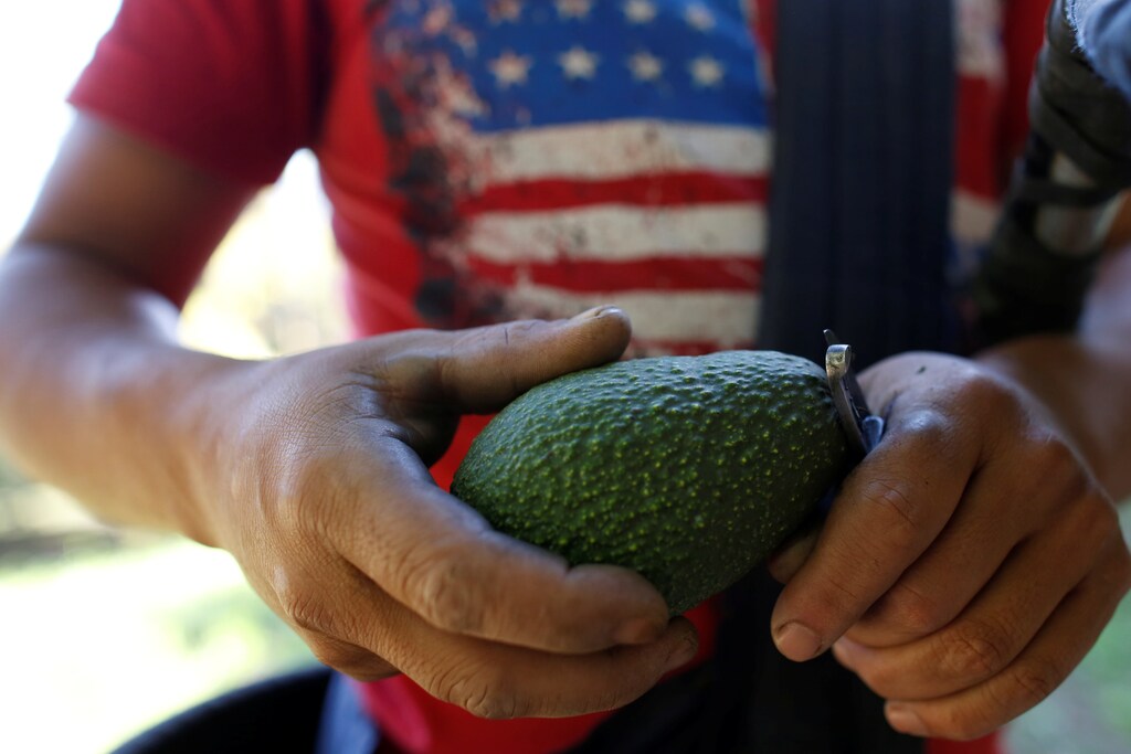 A farm worker cuts the stalk of an avocado in San Isidro orchard in Uruapan, in Michoacan state, Mexico, January 31, 2017. Picture taken on January 31, 2017. REUTERS/Carlos Jasso - RTX301KI
